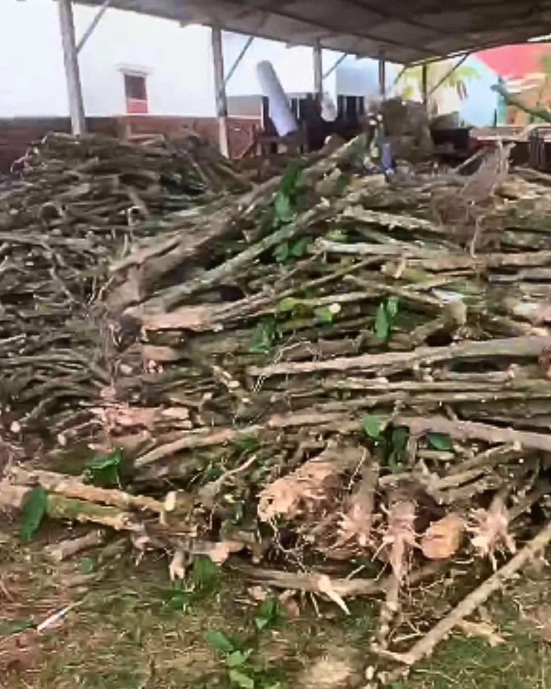 A pile of cut coffee stems at the plantation before they go to the intake yard
