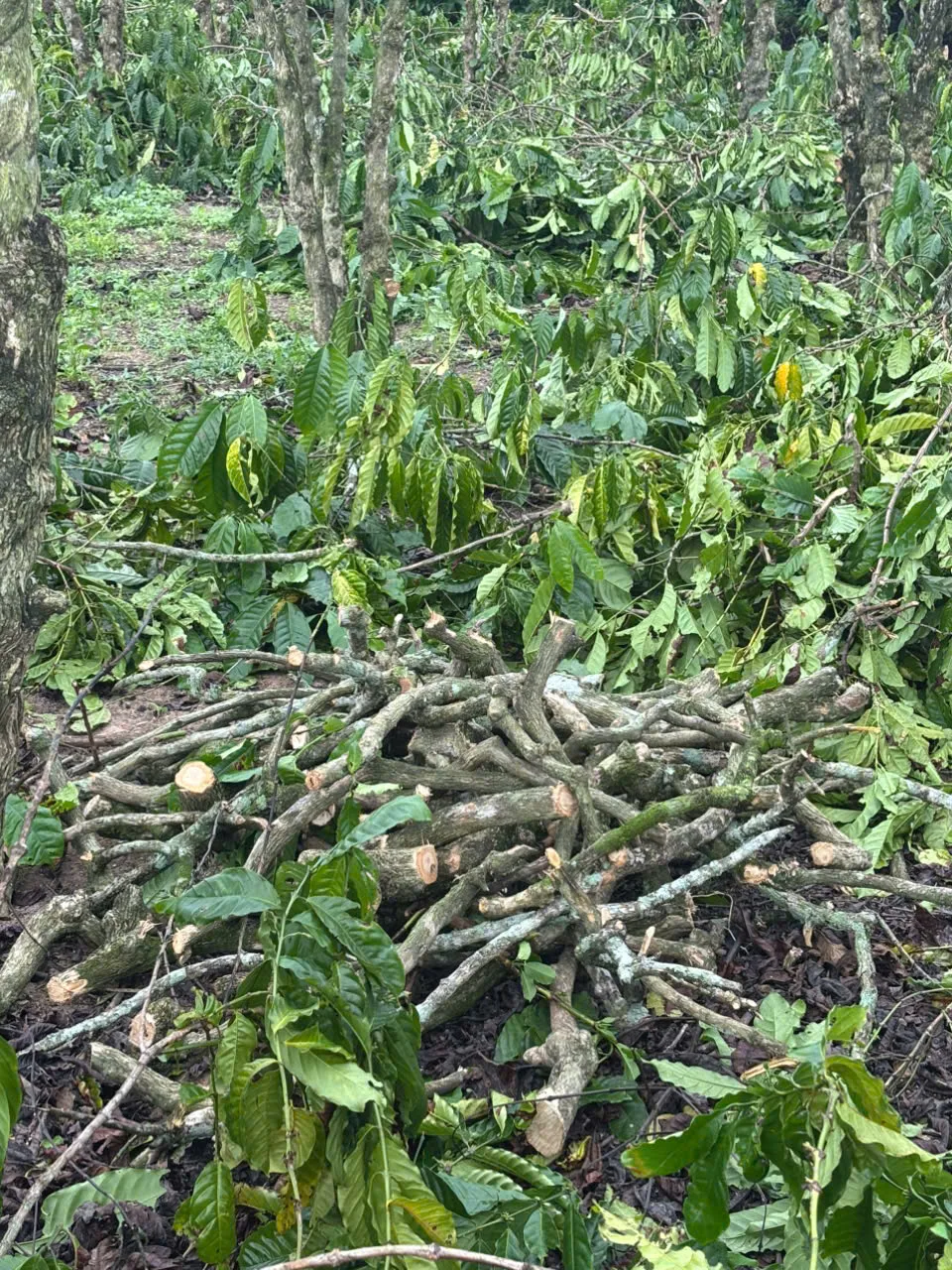 Cut coffee stems lying on the ground between living coffee bushes on a Dak Lak smallholding