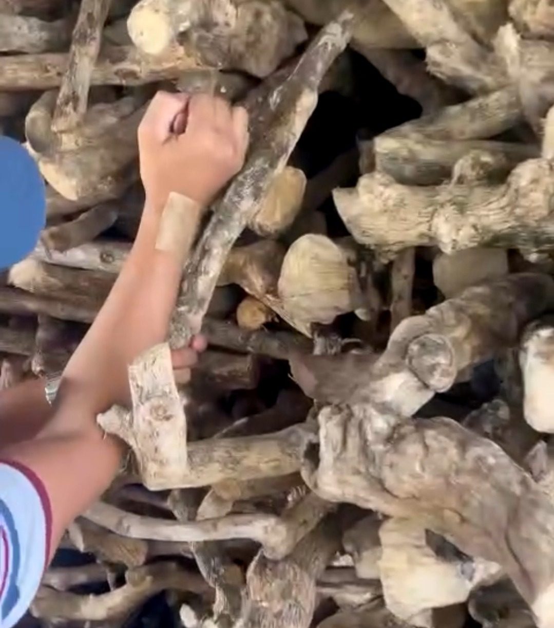 Hand lifting a pale dried coffee wood billet from a large pile of seasoned billets in store