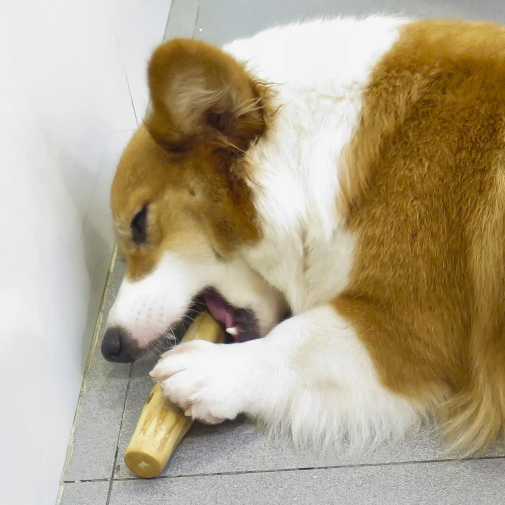A dog holding a coffee wood chew stick down with both front paws