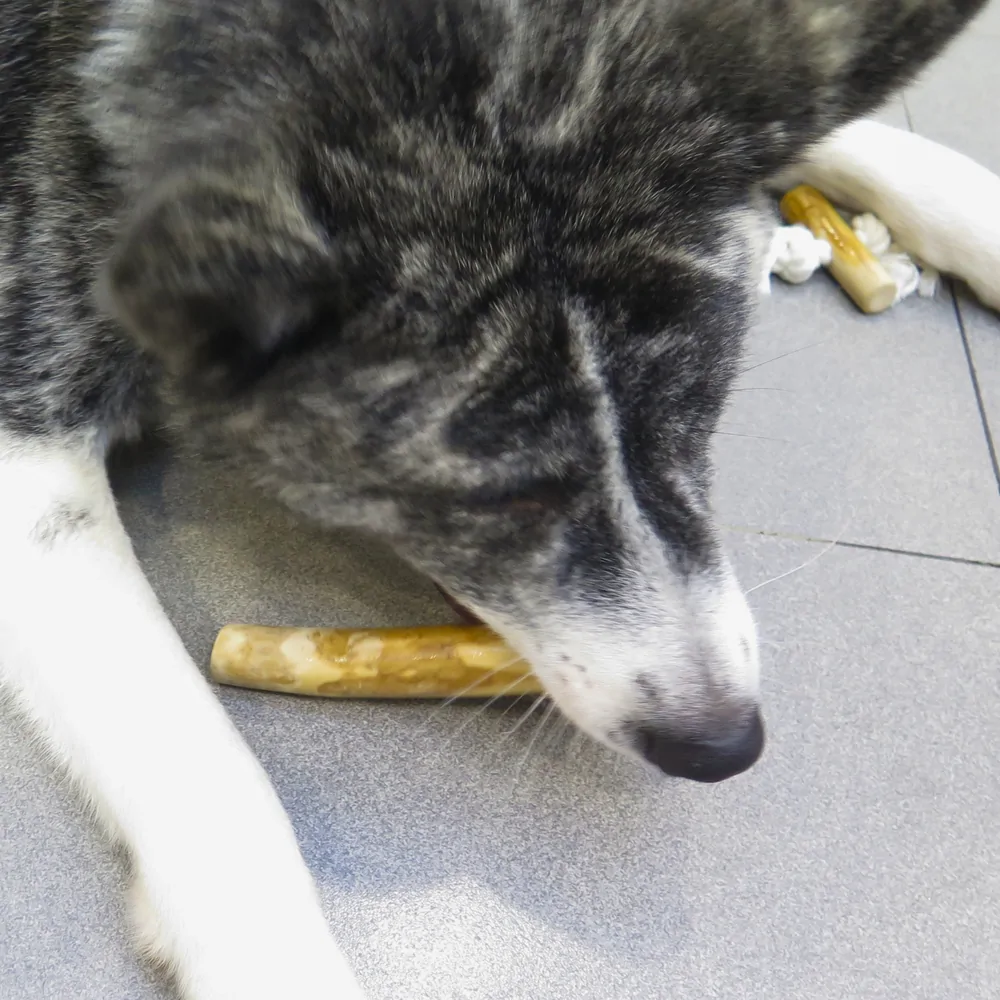 A dog chewing a coffee wood stick on a tiled floor