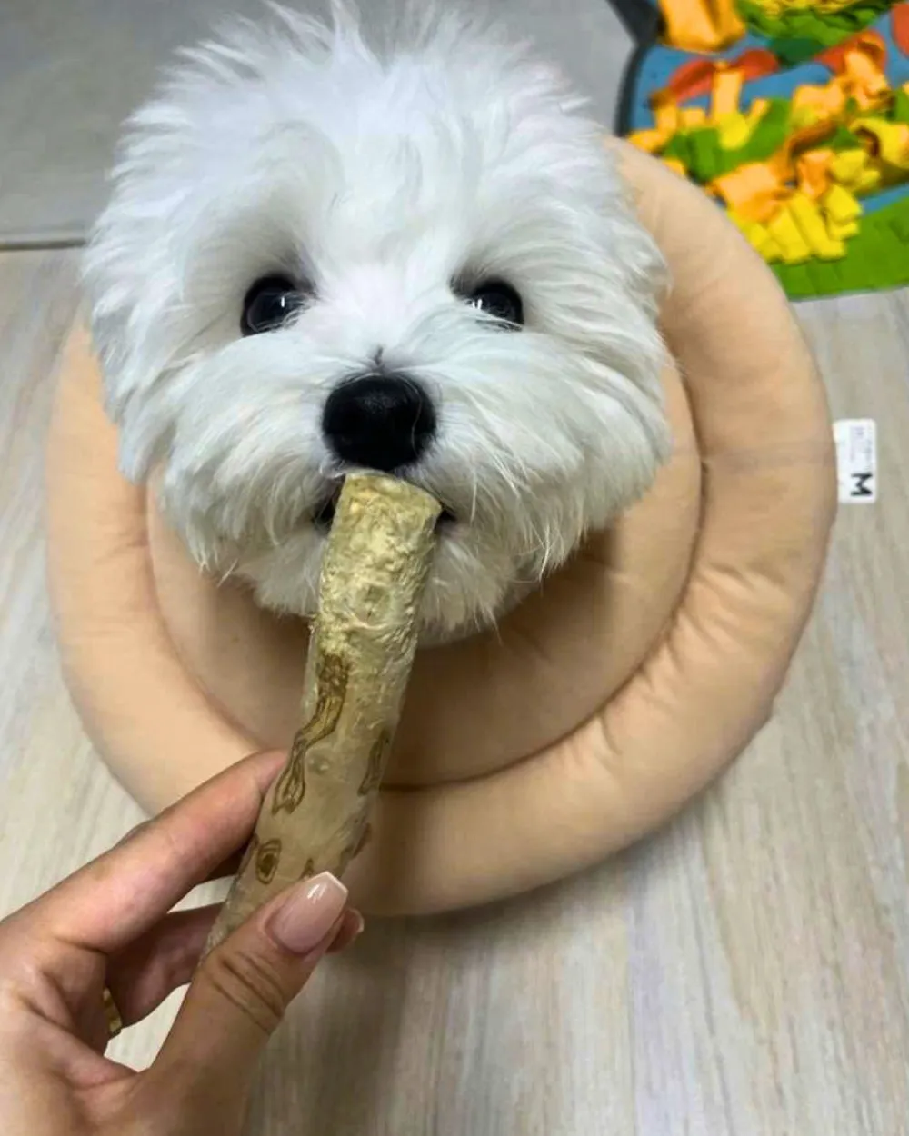 A small dog holding a coffee wood chew stick in its mouth