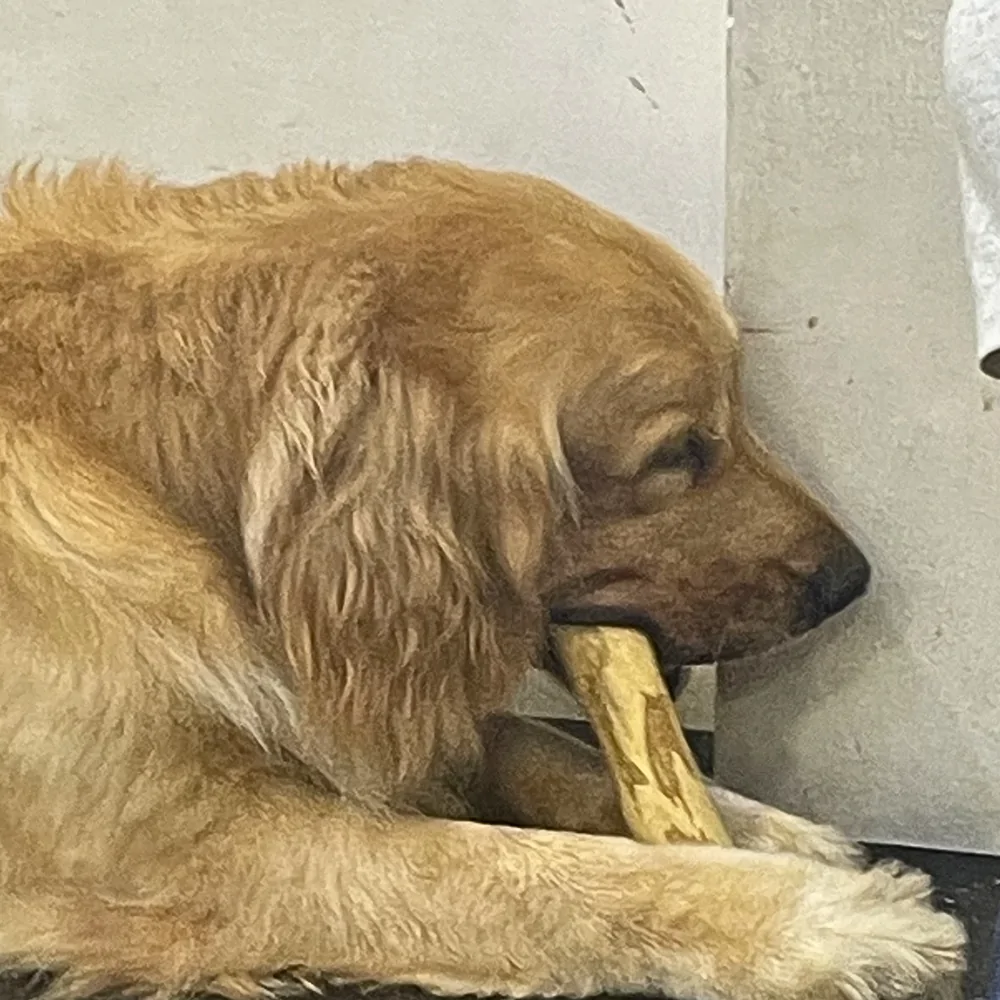 A dog paw holding a coffee wood chew stick steady