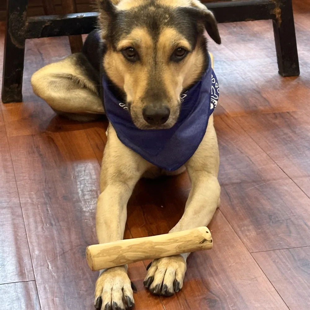 A dog lying on a wooden floor with a coffee wood chew stick