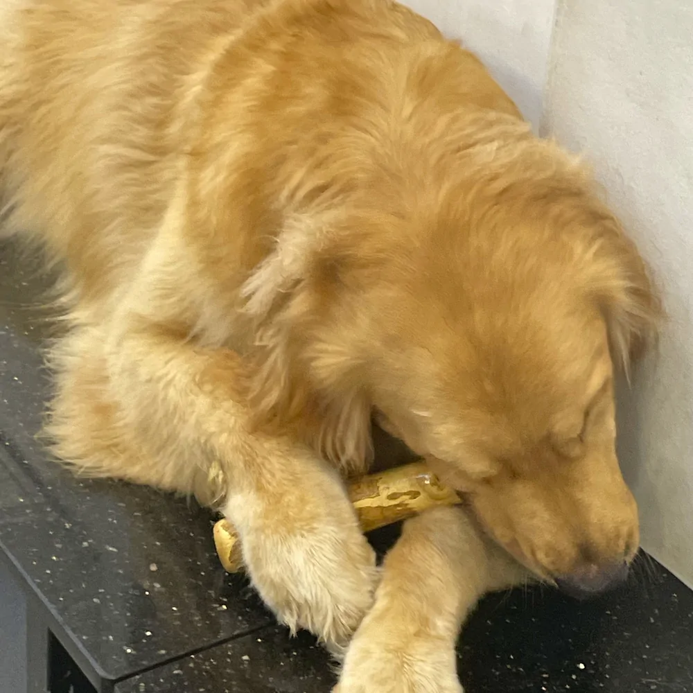 A golden retriever chewing a large coffee wood stick on a stone floor
